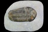Pedinopariops Trilobite - Beautiful Shell Coloration #108689-2